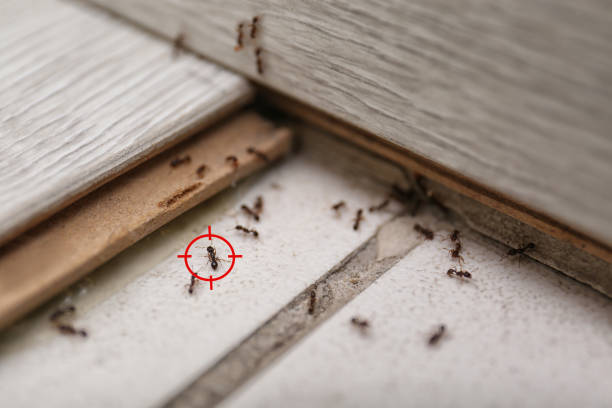 Best Bed Bug Extermination  in Blue Hills, CT