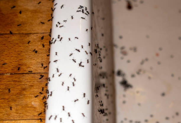 Best Exterminator Services  in Blue Hills, CT