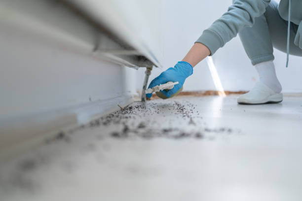 Best Wasp Removal Services  in Blue Hills, CT